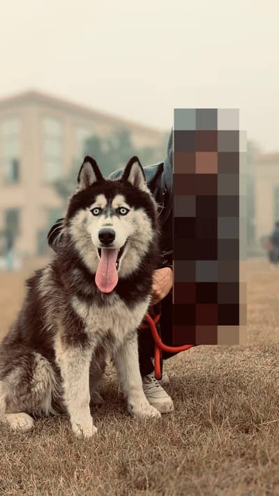 Siberian Husky male | Husky Dog | wolly coated | multan