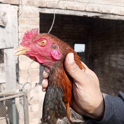 aseel phata for sale