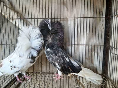 Jacobin pair /Budapest male