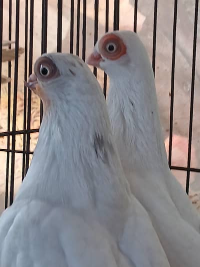 Jacobin pair /Budapest male