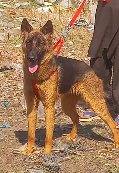 pure bagyari female best security guard dog healthy and active