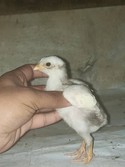 Paper white heera chicks chuzy quality
