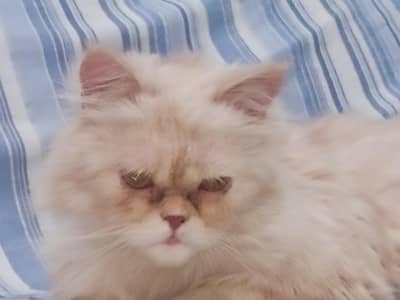 Persian cat