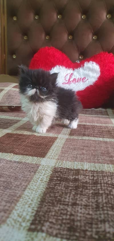 cfa bloodline pure persian