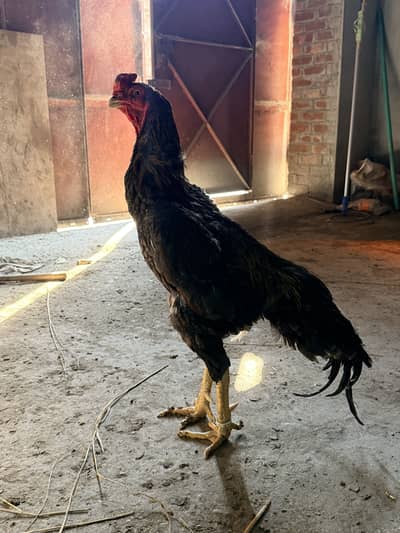 Discount Offer | High Quality King Size Shamo Male | Shamo | | O Shamo