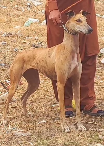 pure garyhaund tazi female full train healthy and active for sale