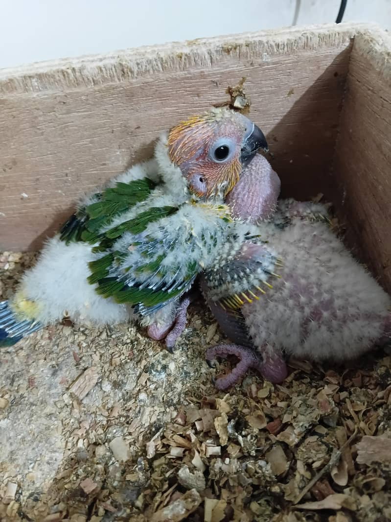 Sunconure & Pineapple 3