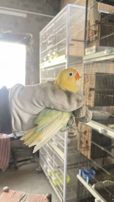 Home Breed Love Birds Parrots available for sale