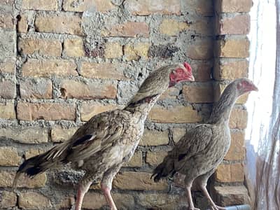 1 aseel pair for sale