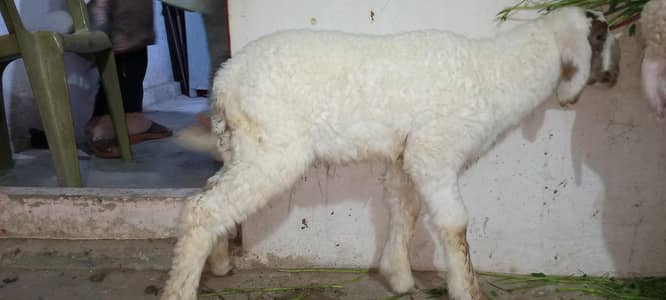 Dumba kid Age 3 month