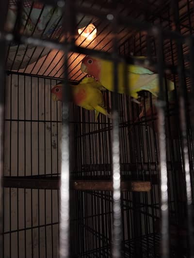 love birds pair for sale brider