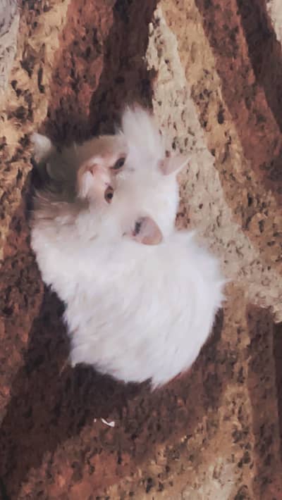 Pure White persian cat
