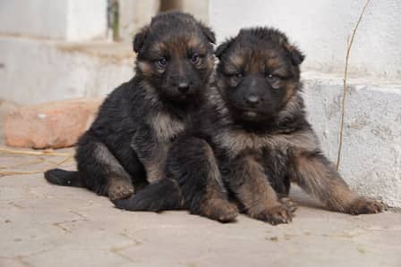 Pure German shepherd puppies, home breed, full coat puppies.