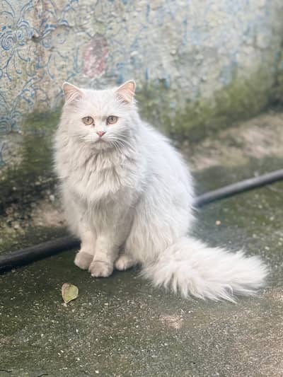 Persian Cat