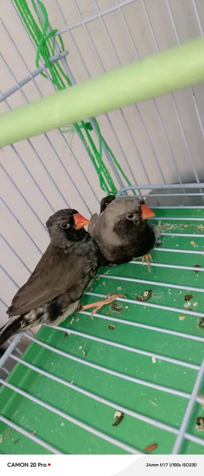 3b Finch pair and emo pair