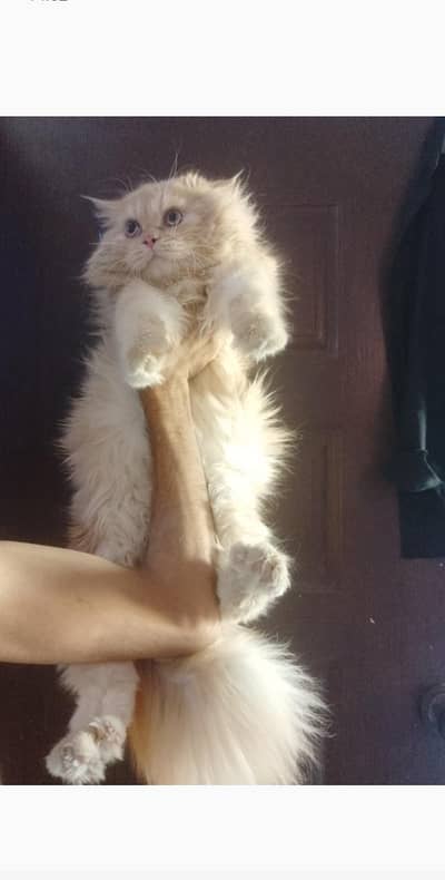 grey eyes Persian male cat