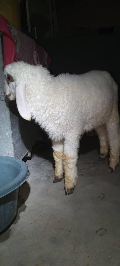 Dumba Qurbani  k liye Age 5 months