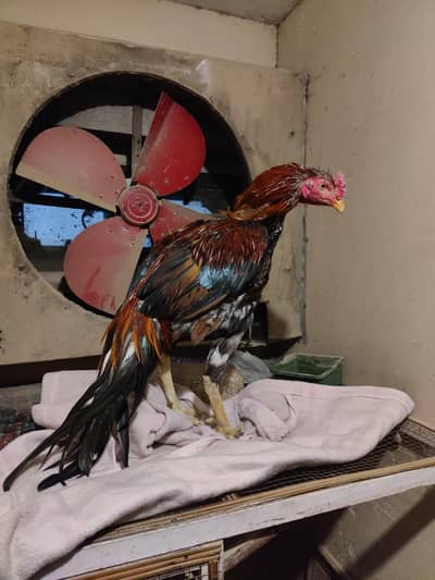 high quality aseel patha