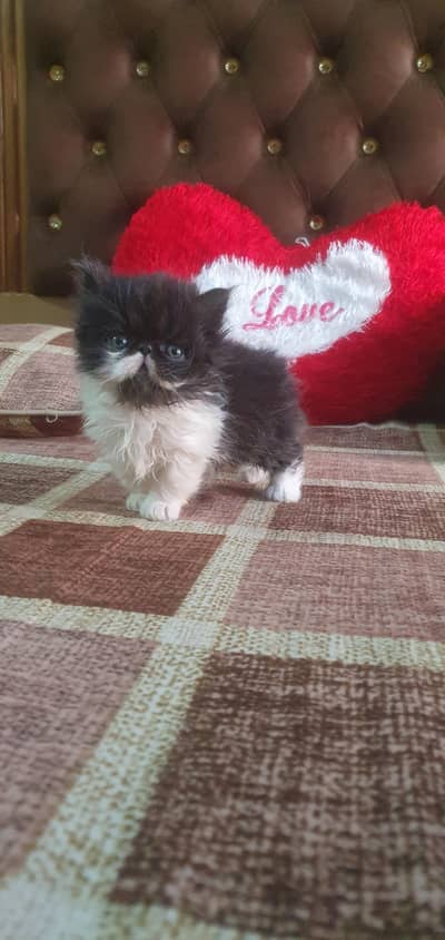 pure persian CFA Bloodline kitten