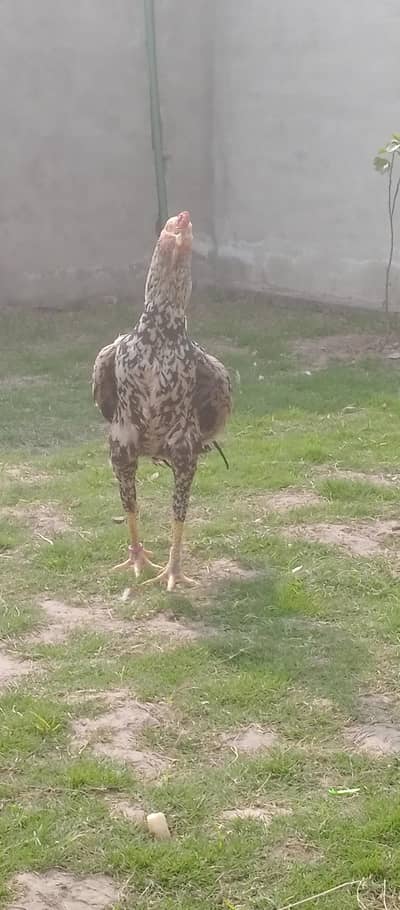 Aseel Pair Cheena coco color