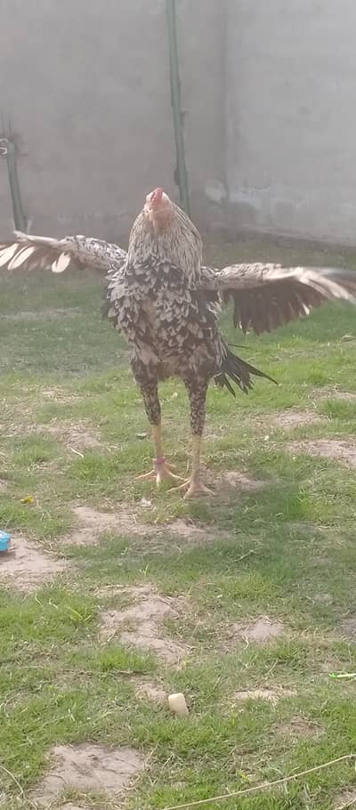 Aseel Pair Cheena coco color