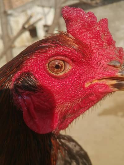 Quality Dragon and Burmi Males