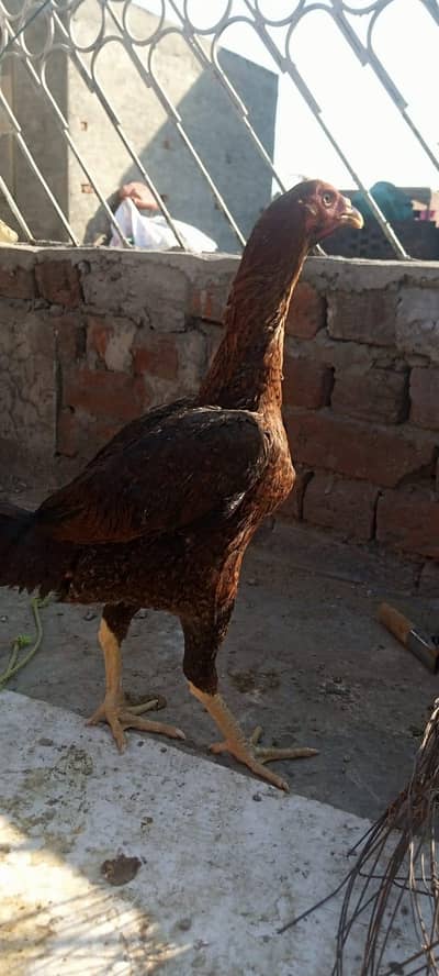 aseel morgi for sale