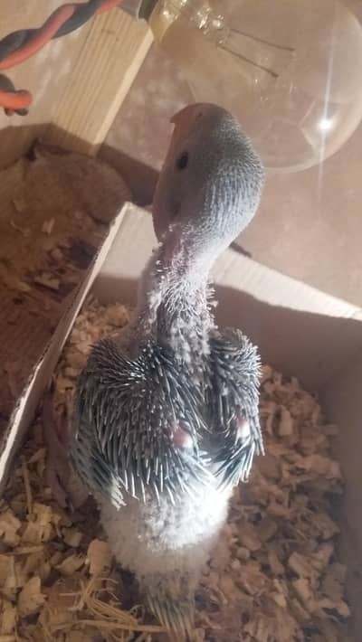 Huge Size Raw Chick Available In Lahore