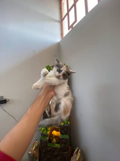 Persian female kitten