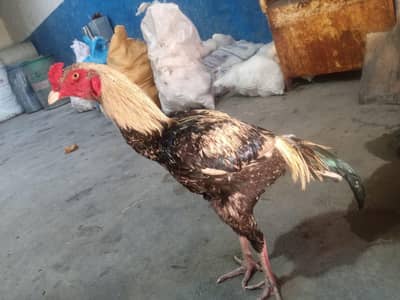 Pure aseel good bread