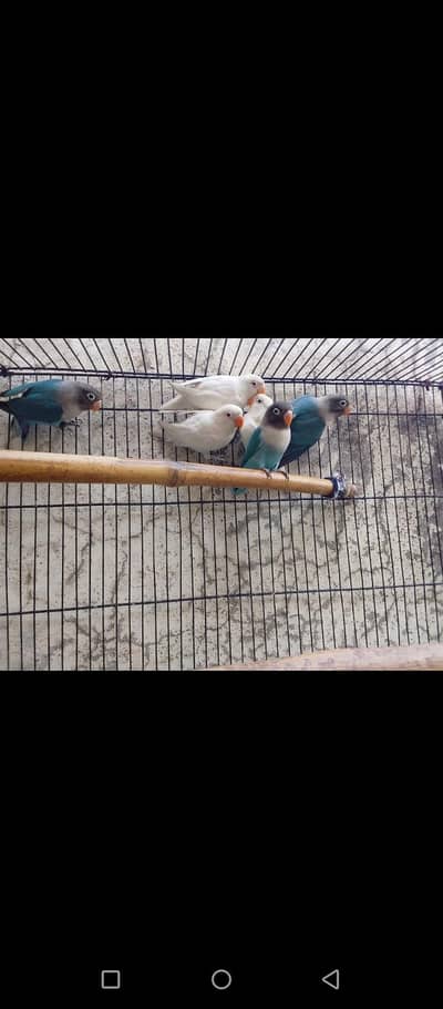 love Birds  3 piece Albino Red eye and 3 piece Blue Fisheri