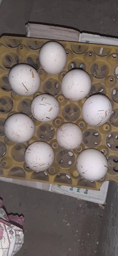 100%  FERTILE EGG OF LONG NECK DUCK