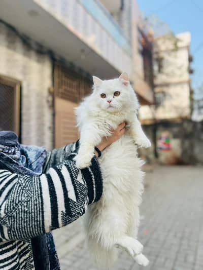 BILLA FOR SALE PERSIAN