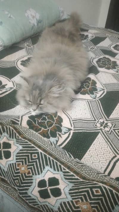 Persian female cat