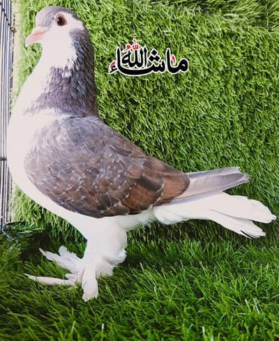 Garman Sherzi Breder Female For Sale