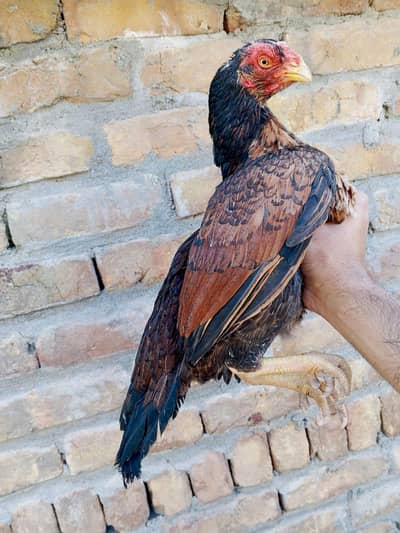 Amroha Madi zero size purity