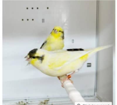 Beautiful Gloster Corona Canary and Breeded Rosicoli female love bird