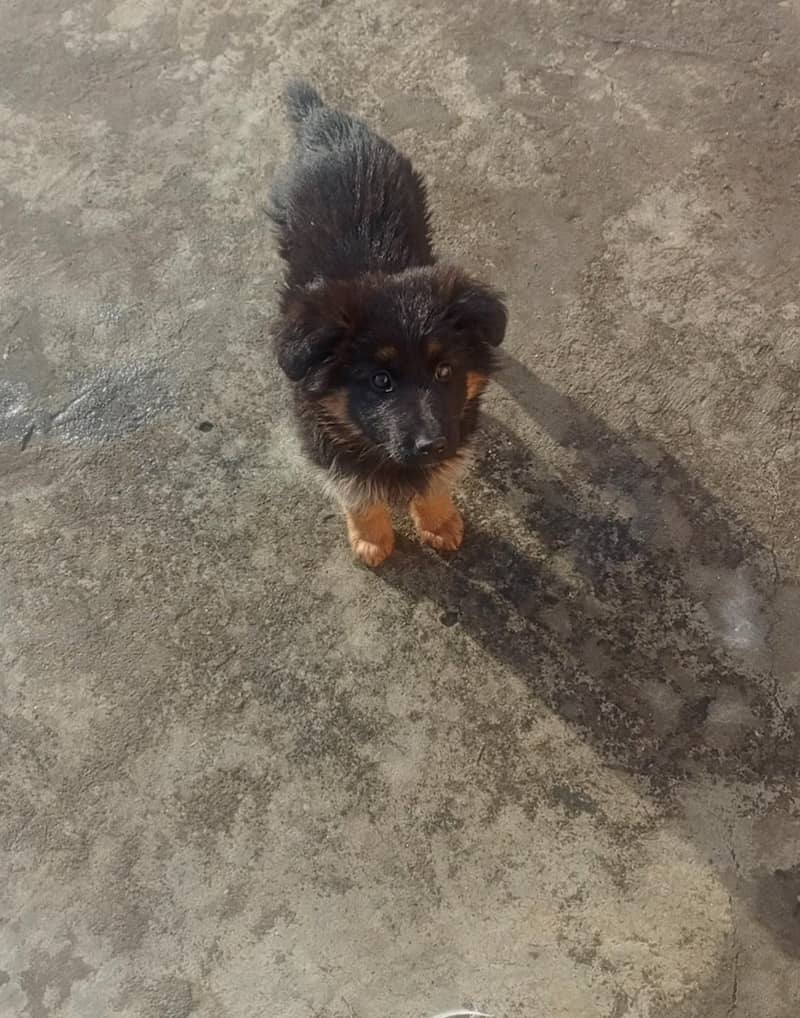 German Shepard 4