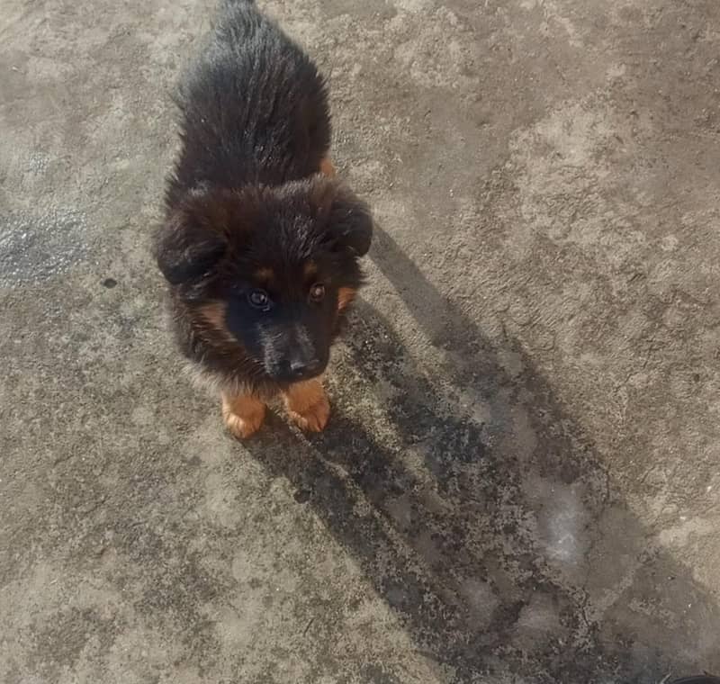 German Shepard 5