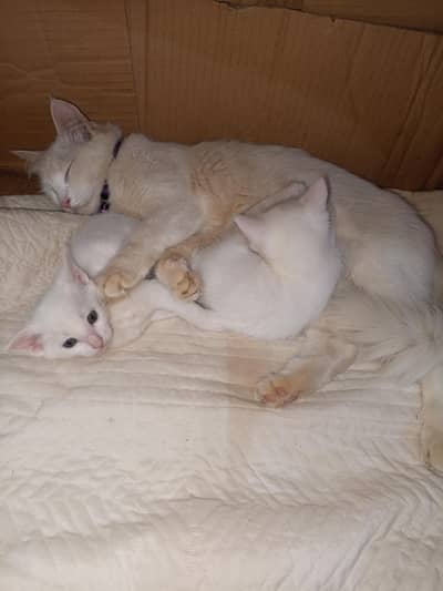 9 month mother and 2 baby kittens  baby age 28 days