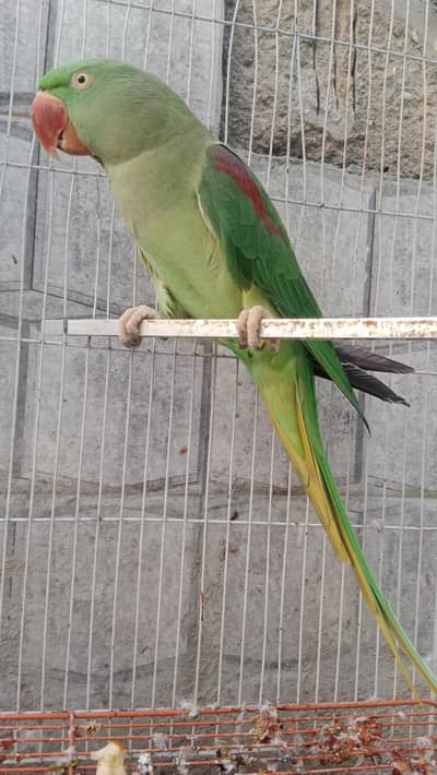 Kashmiri Raw breeder Pair