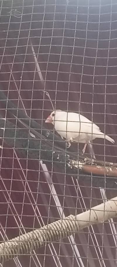 JAVA + LOVE BIRDS + PIGEON