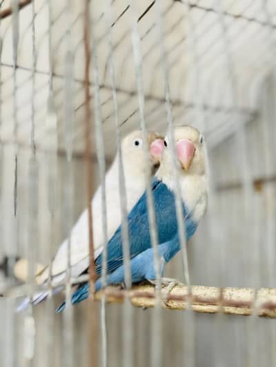 Lovebirds pair