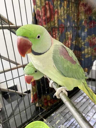 raw parrot for sale (pair)