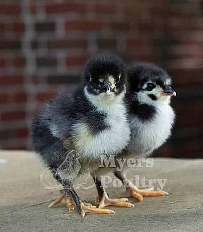 Australorp chicks