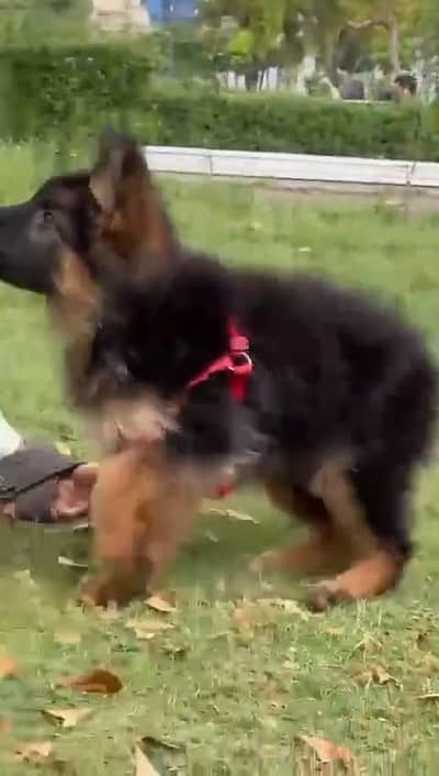 German Shepard puppy dog