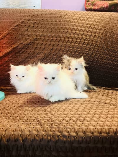 Persian triple Coated Kittens