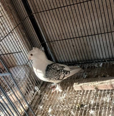 Black cherry sentinent breeder pair 3044349027