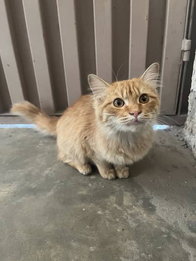 Female persian kitten