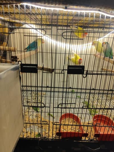 fisher breeder pair for sale complete setup